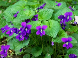 violets