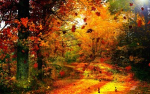 autumn-leaves-blowing
