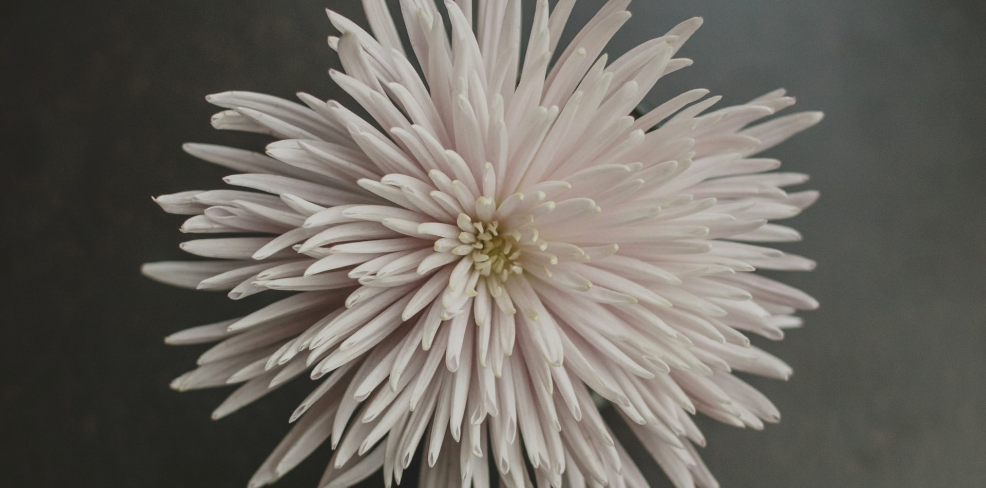 Blue Lotus NC Downtown Raleigh Yoga Studio